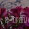 Hotel Ellique_best prices_in_Hotel_Dodekanessos Islands_Rhodes_Rhodes Chora