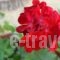 Vanessa Studios_holidays_in_Hotel_Ionian Islands_Zakinthos_Zakinthos Rest Areas