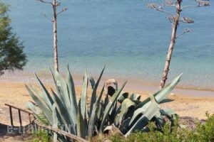 Dionisis Apartments_lowest prices_in_Apartment_Ionian Islands_Kefalonia_Kefalonia'st Areas