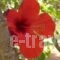 Porto Heli Apartments_best deals_Apartment_Crete_Lasithi_Palaekastro