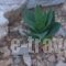 Porto Heli Apartments_travel_packages_in_Crete_Lasithi_Palaekastro