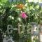 Pantelis Apartments_best deals_Apartment_Ionian Islands_Corfu_Corfu Rest Areas