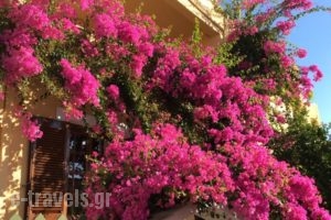 Eriketi Studios_accommodation_in_Hotel_Piraeus Islands - Trizonia_Aigina_Agia Marina