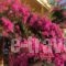 Eriketi Studios_accommodation_in_Hotel_Piraeus Islands - Trizonia_Aigina_Agia Marina