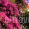 Eriketi Studios_best prices_in_Hotel_Piraeus Islands - Trizonia_Aigina_Agia Marina