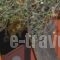 Elaia Resorts_best deals_Hotel_Ionian Islands_Corfu_Corfu Rest Areas