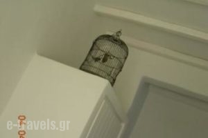 Eleni Studios_holidays_in_Room_Cyclades Islands_Tinos_Kionia