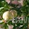 Proimos Apartments_best deals_Apartment_Crete_Chania_Kolympari