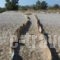 Camping Elizabeth_best prices_in_Hotel_Crete_Rethymnon_Rethymnon City