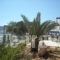 Baywatch Apartments_lowest prices_in_Apartment_Dodekanessos Islands_Karpathos_Karpathosora