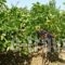 Garden Villas_holidays_in_Villa_Thessaly_Magnesia_Pilio Area