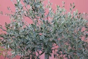 Apartments Balaska_best prices_in_Apartment_Peloponesse_Arcadia_Astros