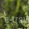 Kriopigi Beach Hotel_best deals_Hotel_Macedonia_Halkidiki_Kassandreia