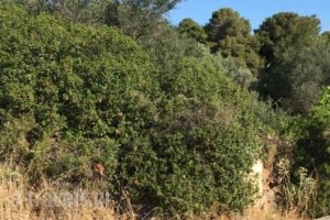Suburban Deluxe Lodging & Retreat_travel_packages_in_Central Greece_Attica_Amarousio (Marousi)