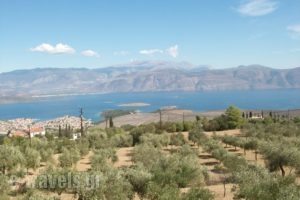 Maistros Studios_holidays_in_Apartment_Central Greece_Fokida_Galaxidi