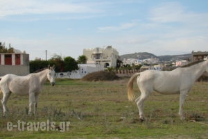 Marc Aggelos - Meteora Studios_accommodation_in_Apartment_Cyclades Islands_Sandorini_Perissa