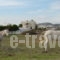 Marc Aggelos - Meteora Studios_accommodation_in_Apartment_Cyclades Islands_Sandorini_Perissa