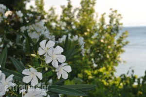 Alhena_holidays_in_Hotel_Central Greece_Evia_Limni
