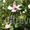 Androulakis Apartments_lowest prices_in_Apartment_Crete_Chania_Platanias